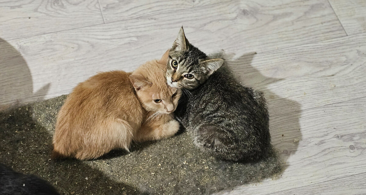 Фото автора. Новенькие котятки.