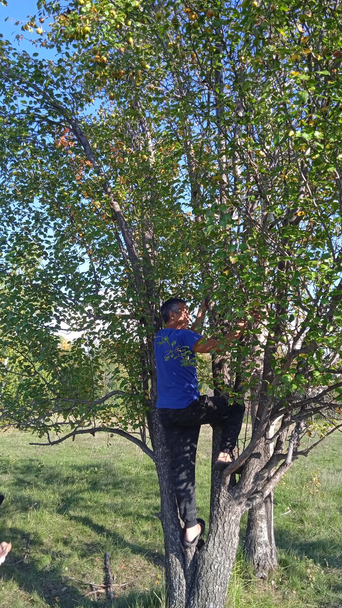 Даже на дерево пришлось лезть
