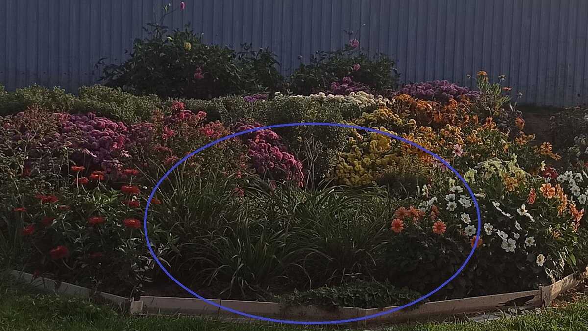 Вот по самому первому ряду ни одного цветочка