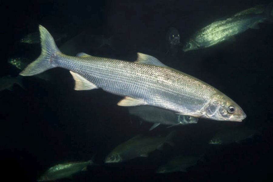 Белорыбица