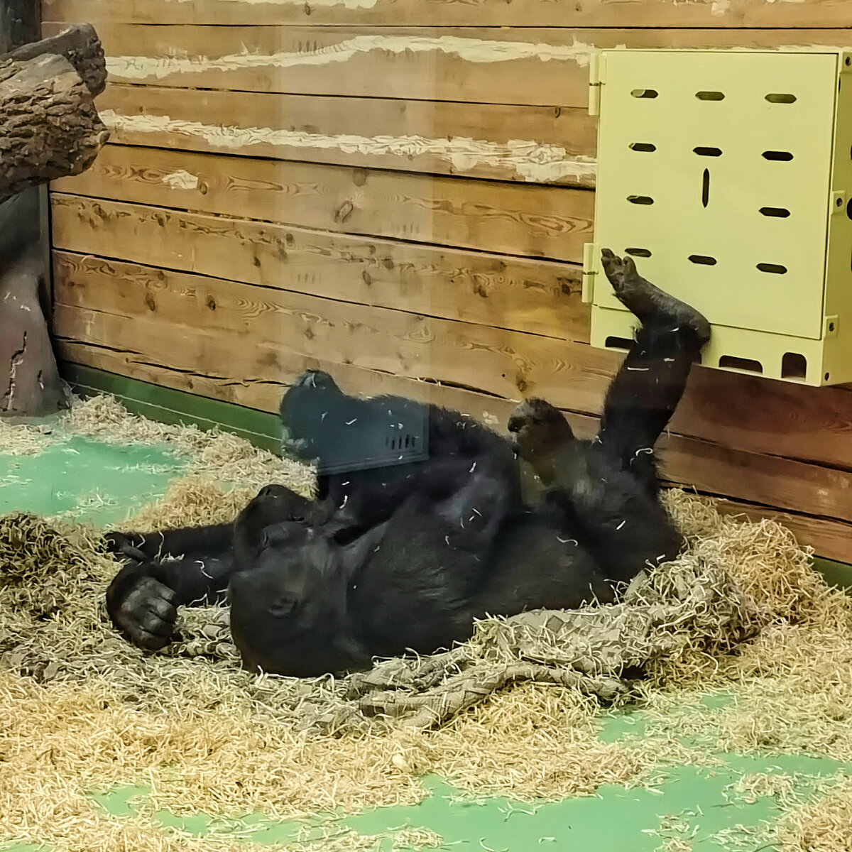 Шимпанзе лежат вдвоем, кайфуют:)