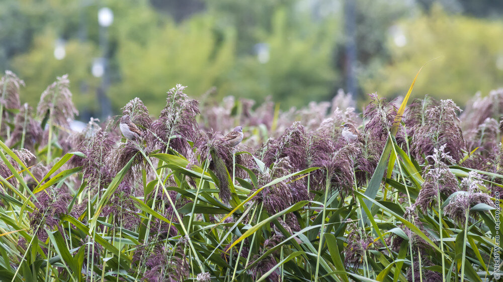 2. Самцы домового воробья © NickFW.ru — 04.09.2020г.