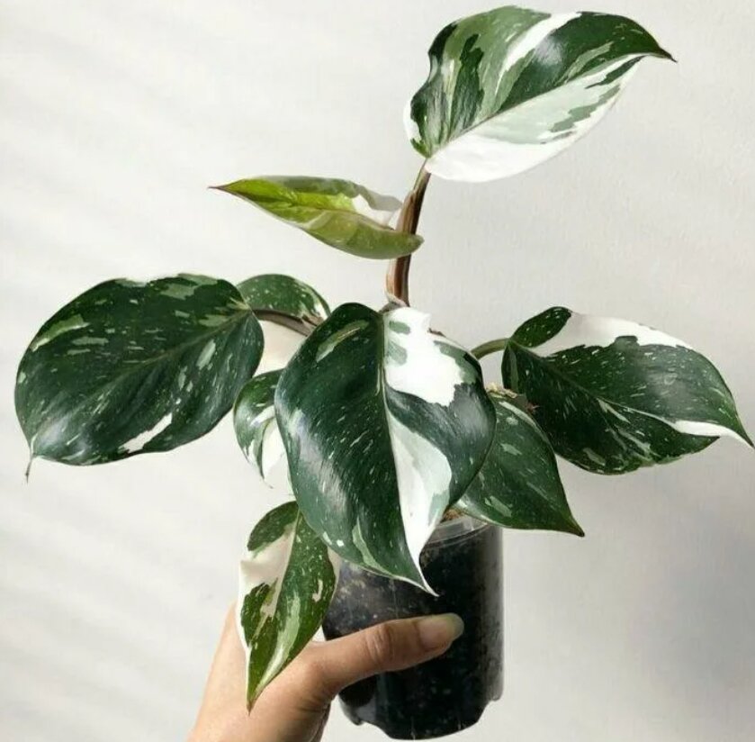 Филодендрон «Вайт Визард»