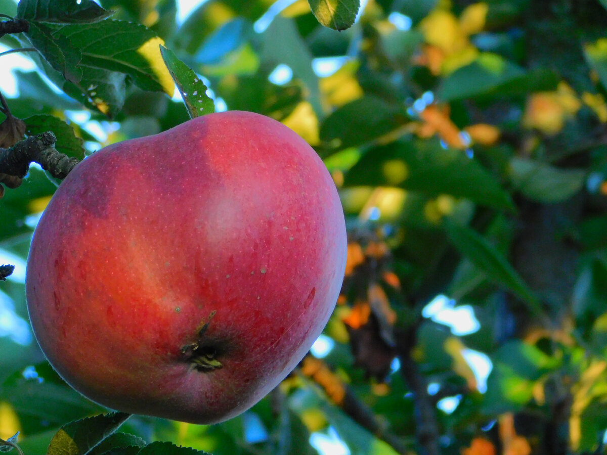 Фото автора канала