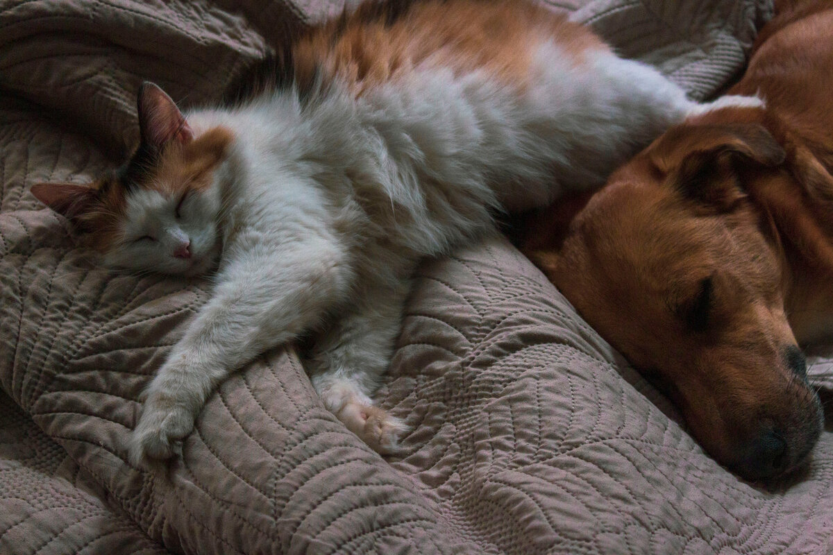 Храпят оба. Феня тоооненько, но громко. А Рэйка булькает и шлёпает брылями