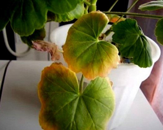 Одна из причин, почему сохнут края листьев - засоление почвы избытком вносимых минеральных удобрений осенью и зимой.