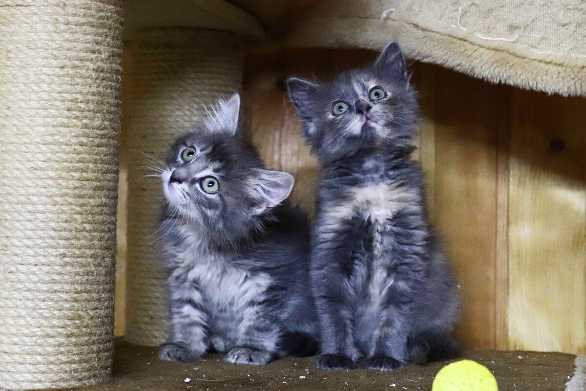 Слева - мальчик, справа - девочка