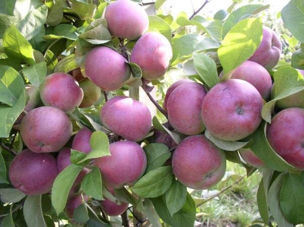 «Спартан» относится к высокоурожайным сортам. Плодоношение обычно наступает на третий год, а урожай, в зависимости от климата, ухода и возраста яблони достигает до 100 килограммов с дерева. Уборка урожая обычно проходит в конце сентября, однако яблоки будут готовы к употреблению не раньше декабря. За эти месяцы они окончательно дозревают, приобретая свой насыщенный вкус и аромат. Плоды хранят в деревянных ящиках в холодном, темном и хорошо проветриваемом месте, например, в погребе. При соблюдении этих условий «Спартан» без потери вкусовых качеств прекрасно хранится до апреля. Нужно учесть, что в тепле плоды начинают вянуть, поэтому доставать их из погреба нужно в небольших количествах.