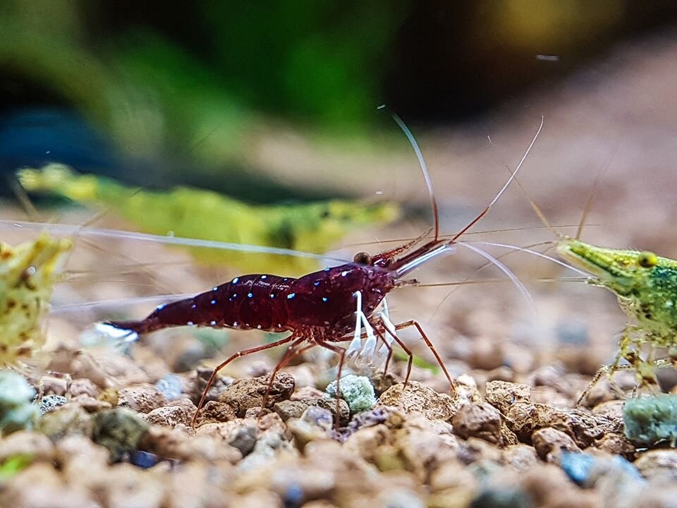 Креветки Сулавеси Кардинал. Сулавеси Caridina striata. Креветка неокаридина ассорти. Креветки Neocaridina.