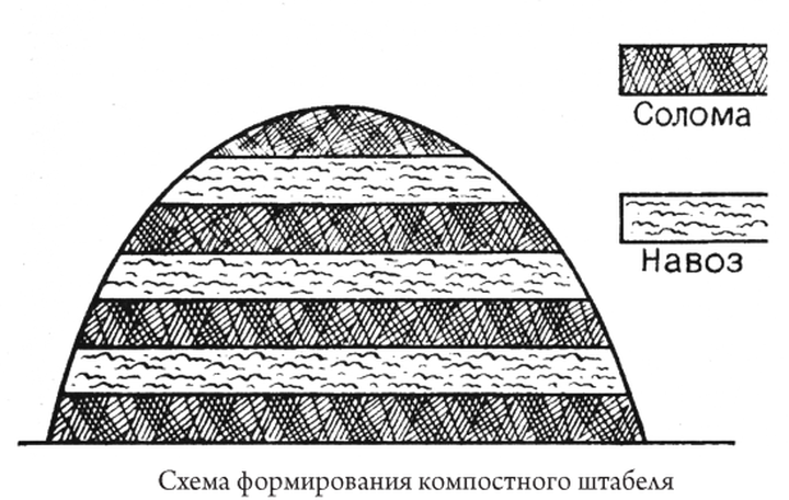 Выращивание шампиньонов в домашних условиях для новичков (в подвале, на даче)