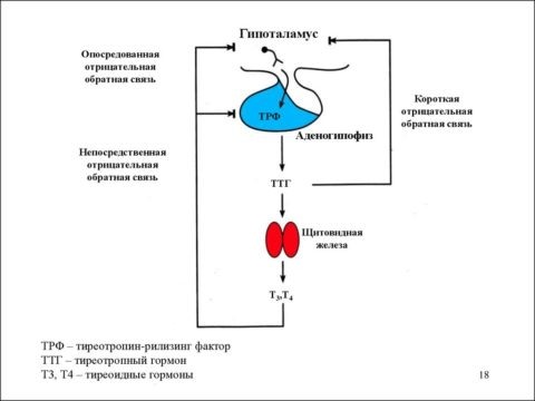  Принцип обратной связи в действии