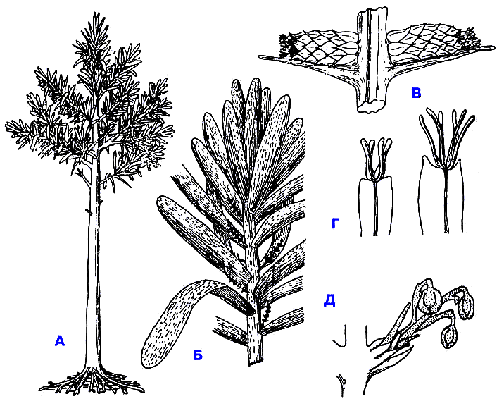  кордаит - голосеменное растение  каменноугольного и пермского периодов. сиггилярия - древовидный плаун  каменноугольного периода лепидодендрон - древоподобный вид плауновидных 