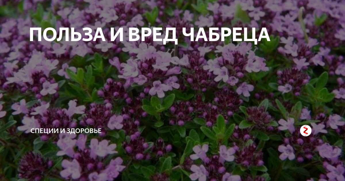 ПОЛЬЗА И ВРЕД ЧАБРЕЦА | СПЕЦИИ И ЗДОРОВЬЕ | Дзен