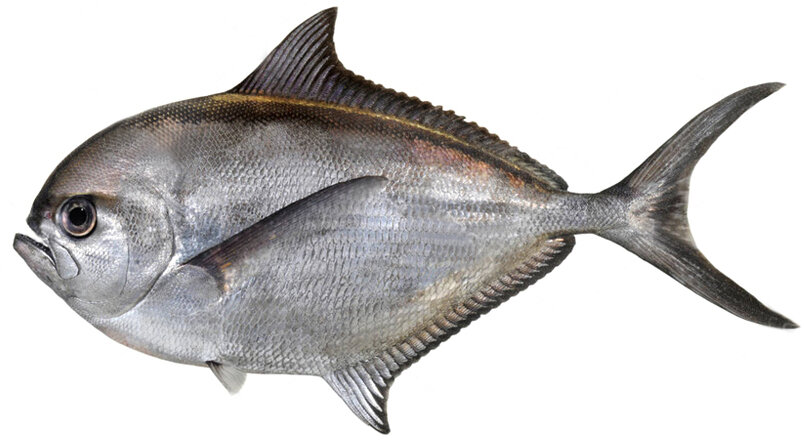 Brama brama