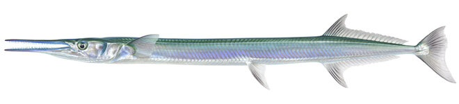 Tylosurus crocodilus