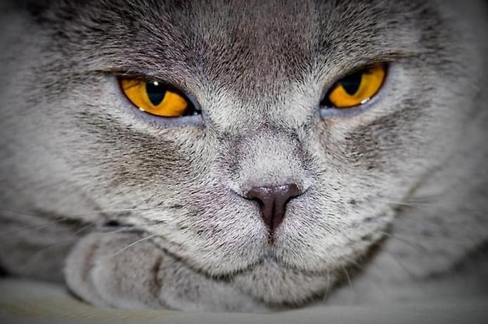 Редкие глаза кошек | Deep. Всё о красоте | Дзен