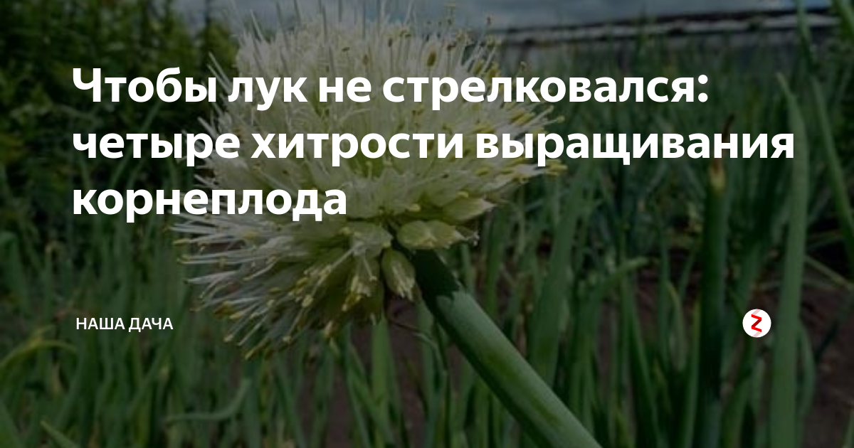 Чтобы лук не пошел в стрелку. Лук батун стрелки. Лук чтобы на стрелку не ушел. Почему стрелкуется лук
