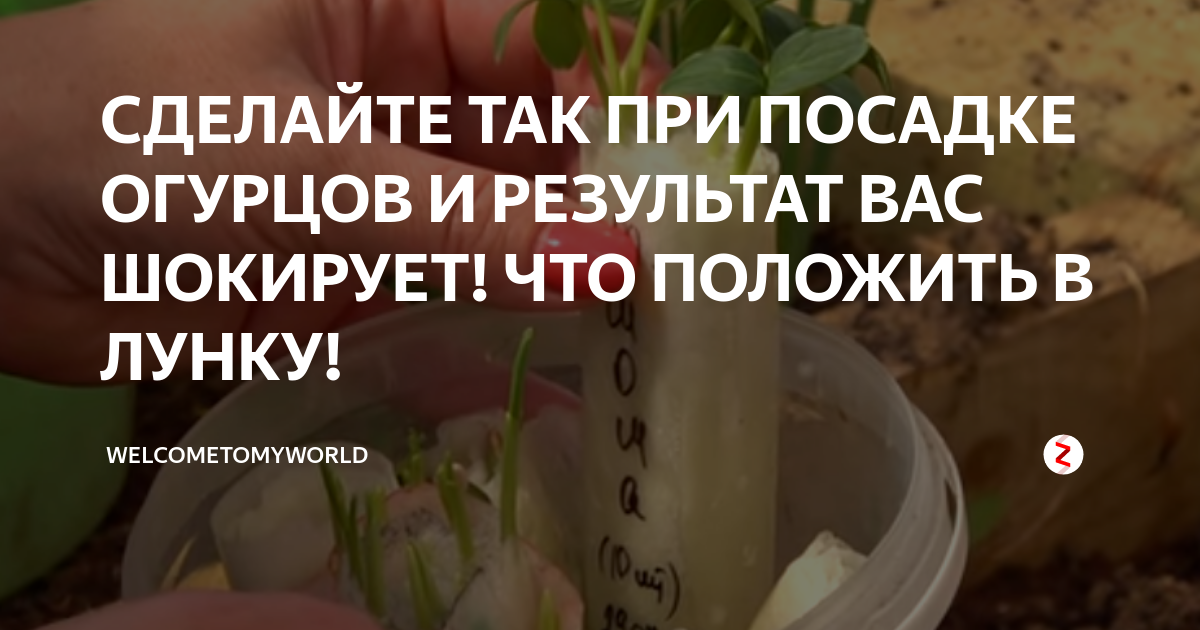 Что положить в лунку при высадке огурцов. Что класть при посадке огурцов. что положить в лунку при посадке огурцов. что класть в лунку при посадке огурцов. что кладут в лунку для огурцов.