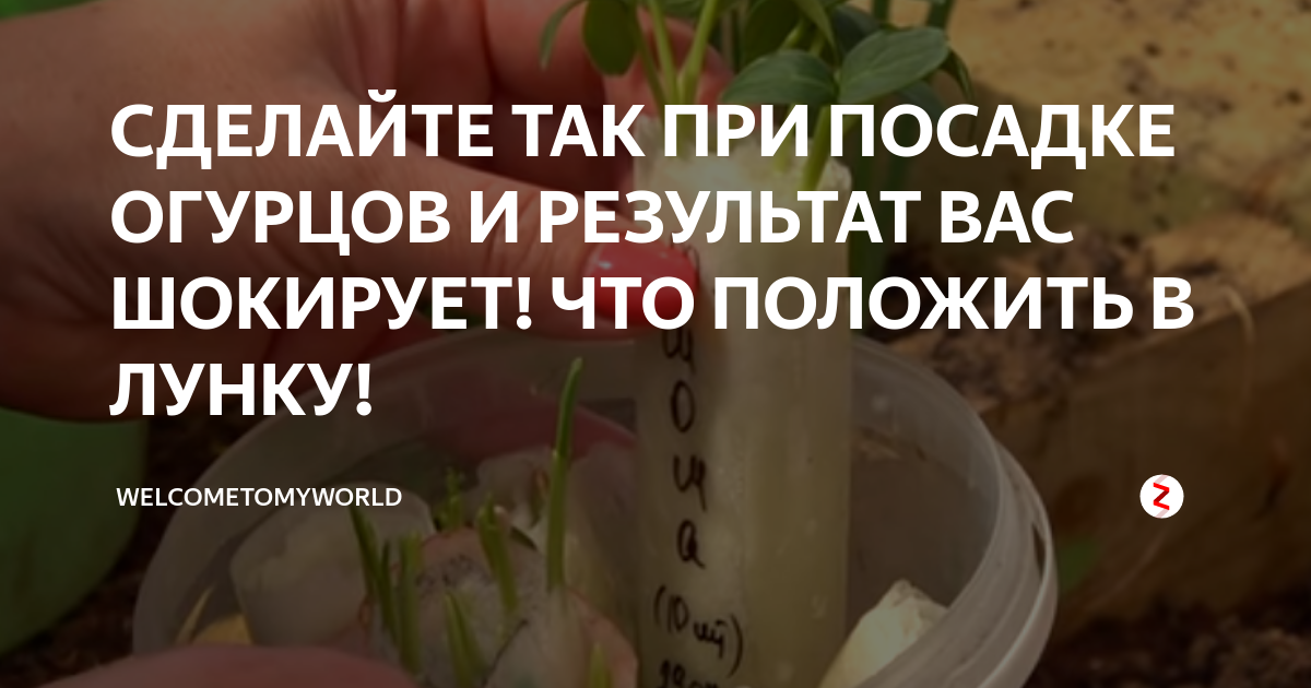 При посадке огурцы что положить. Что класть при посадке огурцов. Удобрение для огурцов при посадке в лунку. Что положить в лункприпосдке огурцов. Что можно класть в лунку при посадке огурцов в теплице.