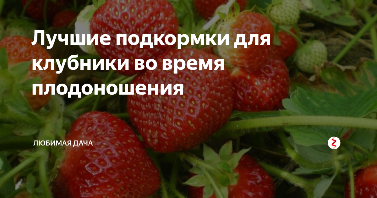 Удобрение для клубники во время плодоношения. Подкормка клубники во время плодоношения. Подкармливаем клубнику во время плодоношения. Чем подкормить клубнику в период плодоношения. Жидкое удобрение для клубники.