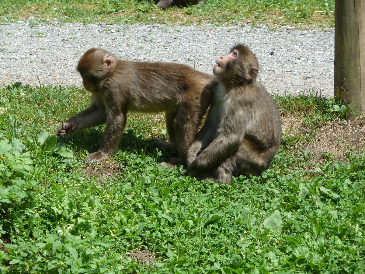 Господи, как же достали туристы, мечтающие загнать нас на пальмы! 