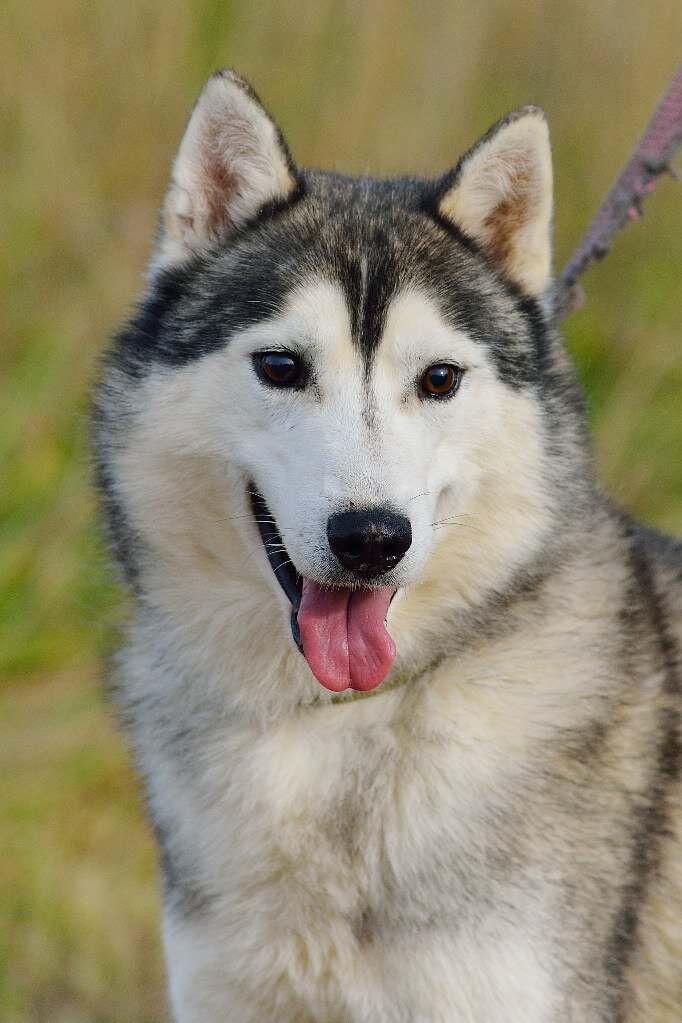 Наш Сель, надежная, сильная и красивая собака. Сейчас на пенсии