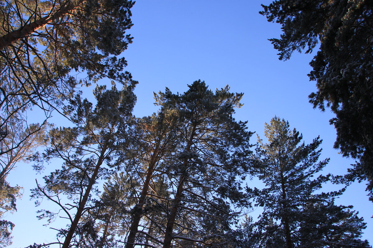 Сосновый бор Алтая