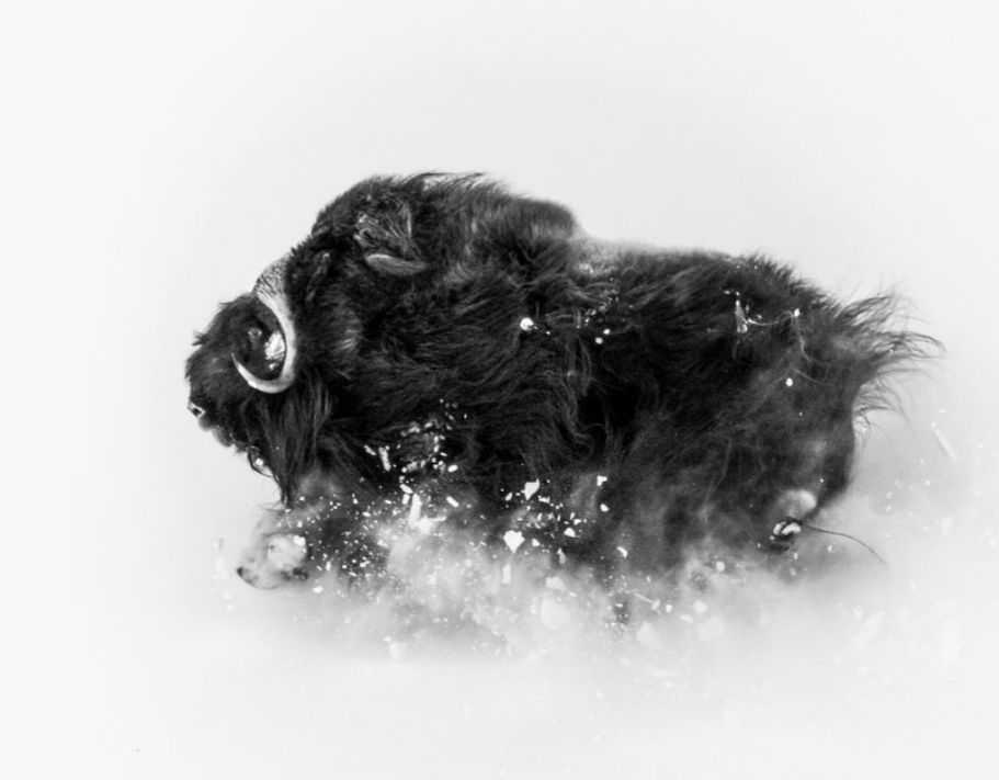 Джонас Бейер. 