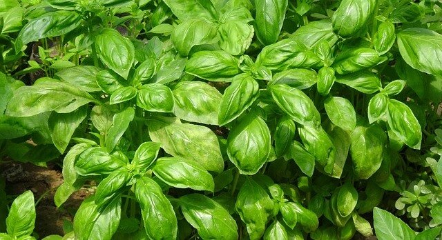 Любителям специй ароматные травы пригодятся не только в качестве приправы.