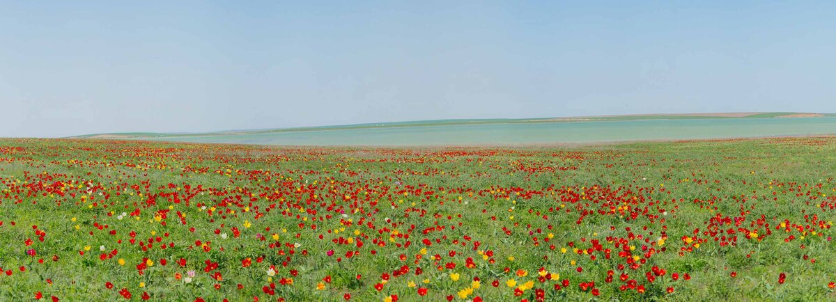 Калмыкия фото природы Бузляки и тюльпан Шренка. Ностальгия из детства. Жить на земле. Дзен