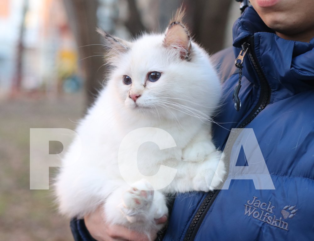 Кошка Священная бирма питомника PCA БЕЛЫЕ ЛАПКИ