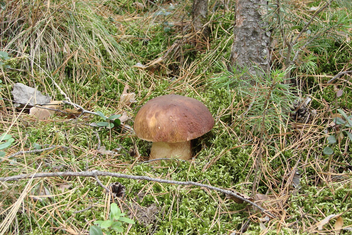 Настоящий БЕЛЫЙ.