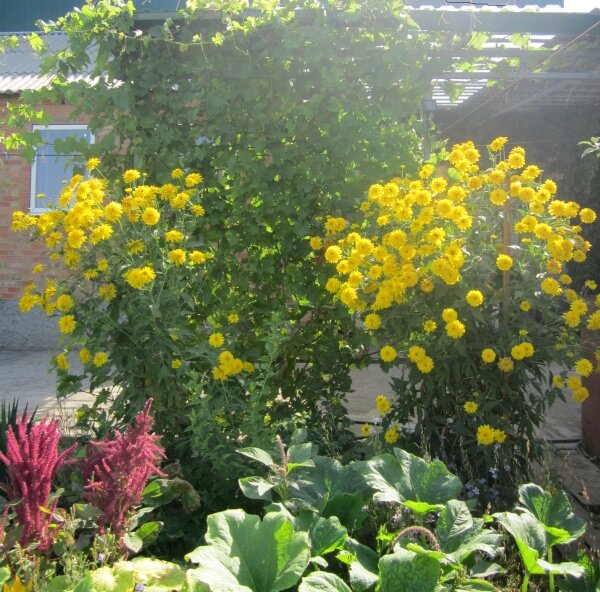 Фото автора: у нас во дворе... 2014 год, лето.