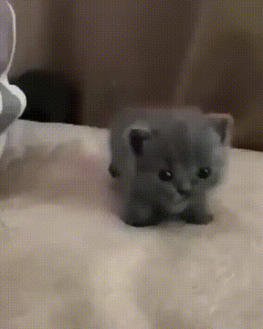 Koмoк мимимишнocmи.