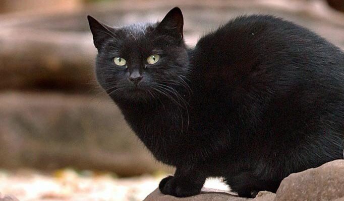 Кот Блэки, состояние 9 млн.фунтов.
