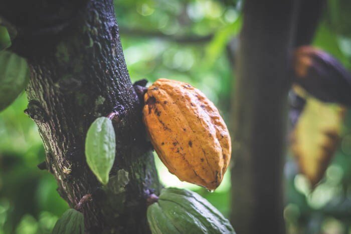 Фрукты какао дерева в Таиланде
