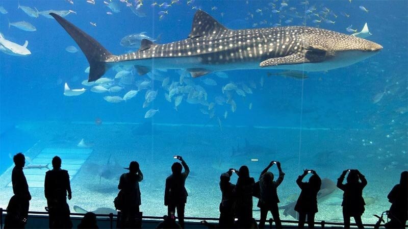 Сиднейский аквариум, Сидней, Австралия. Источник изображения: Яндекс. Картинки
