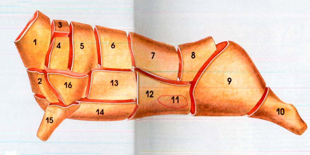 Лучшие части свиньи. Разруб туши свиньи. Схема разделки свиной туши. Классическая схема разделки свиной туши.