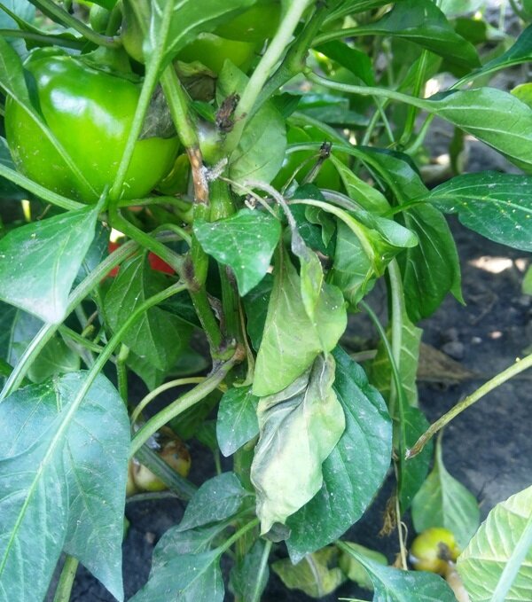 Фитофтороз на рассаде перца. Фитофтора на перце. Фитофтороз на рассаде перца. Вершинная гниль на перцах. Болезни перца альтернариоз.