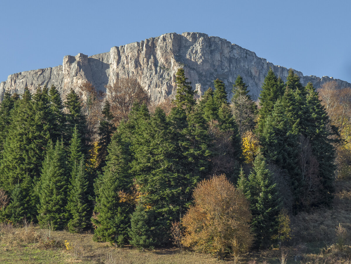 Пихтовый бор на Партизанской поляне, над ним скала Нагой-Кош (Лаго-Наки).