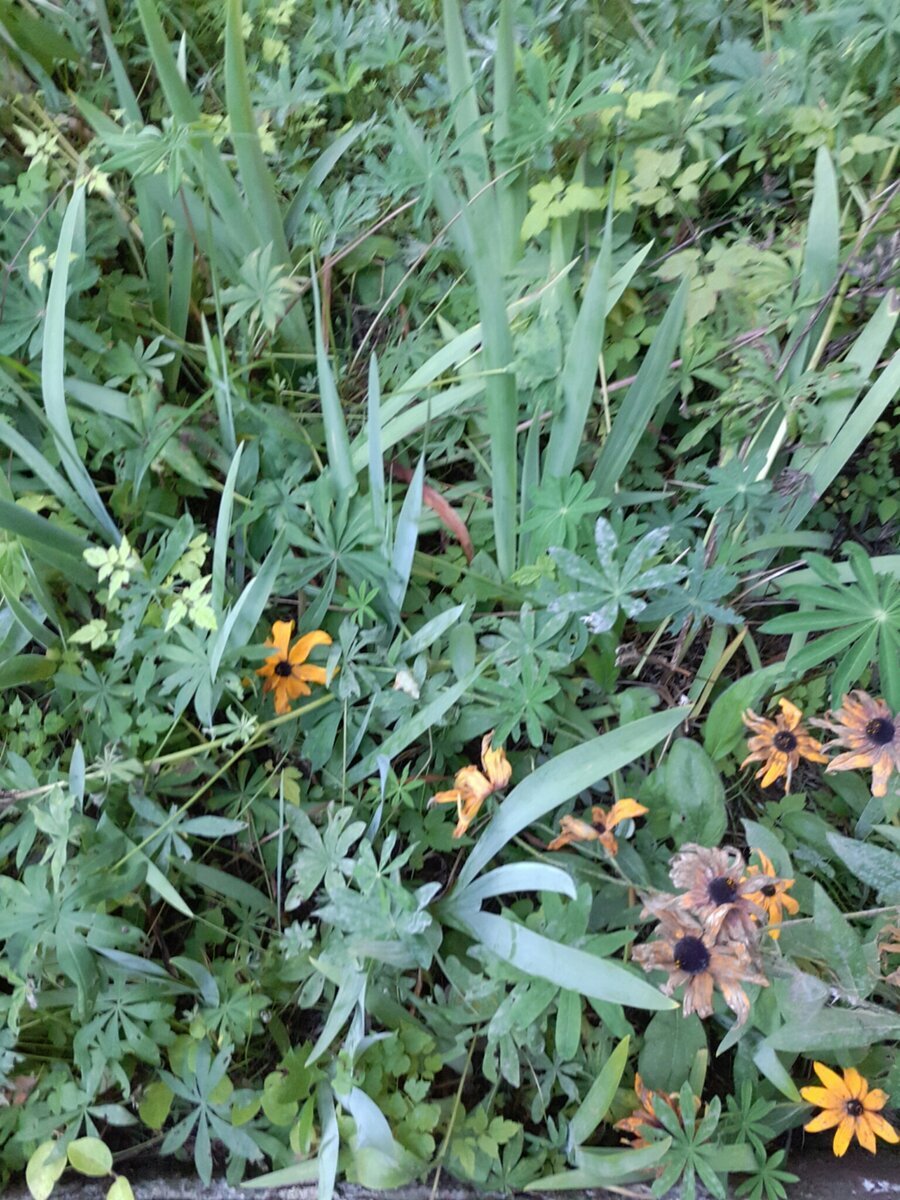 Так выглядела одна из куртин ирисов, которую давно уже надо было рассадить