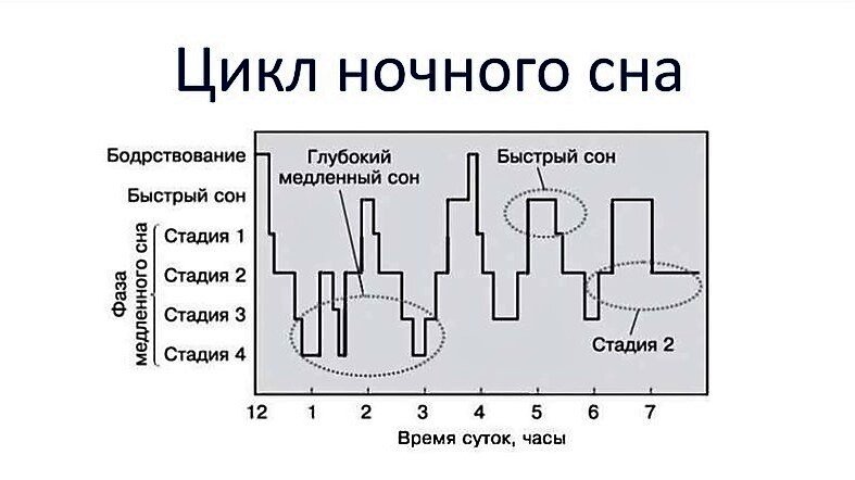 Как хорошо выспаться за 3-4 часа ночью? | Просто о Сложном | Дзен