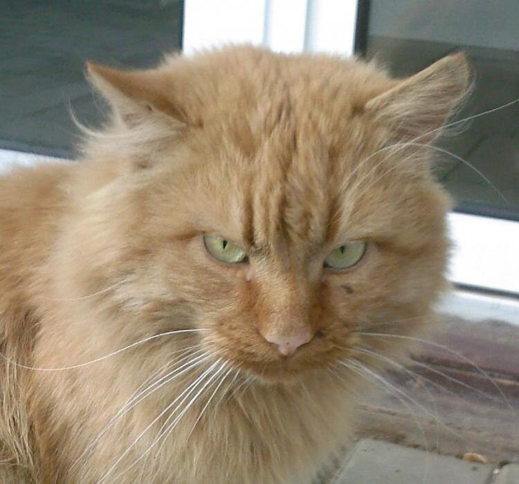 Такой себе позитивный кот. 