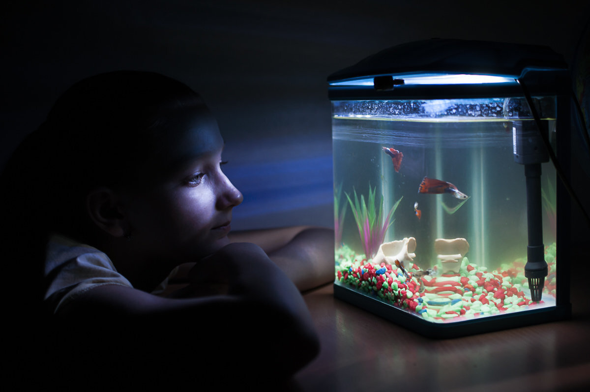 Наблюдать за рыбками. Девушка в аквариуме. Человек в аквариуме. Девочка с аквариумом. Человеческий аквариум.