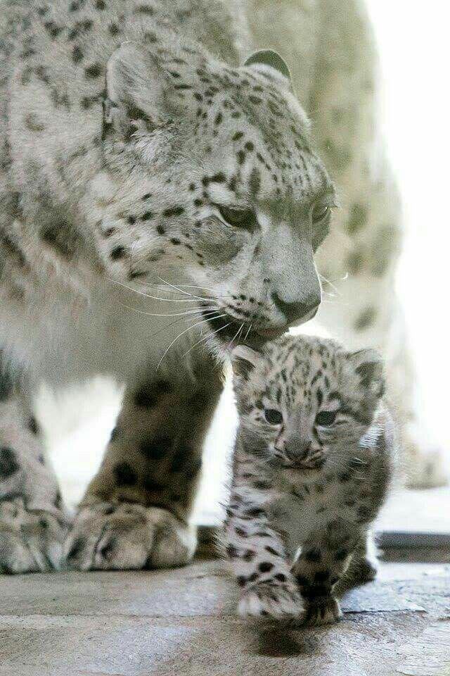 https://www.pinterest.ru/pin/447756387949563261/