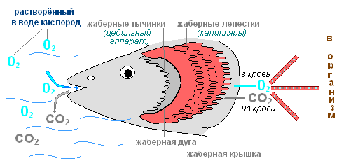 Не идут пузырьки воздуха - не знаю что делать?