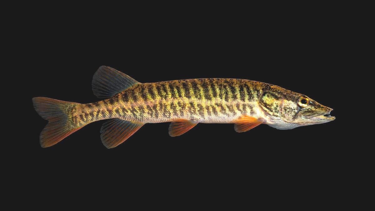 Виды щук. Щука американская красноперая. Аквитанская щука. Щука (Esox americanus).. Щука-маскинонг - Esox masquinongy..