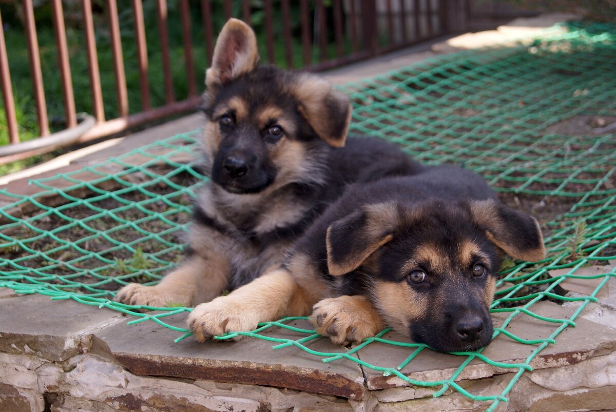 Щенки немецкой овчарки