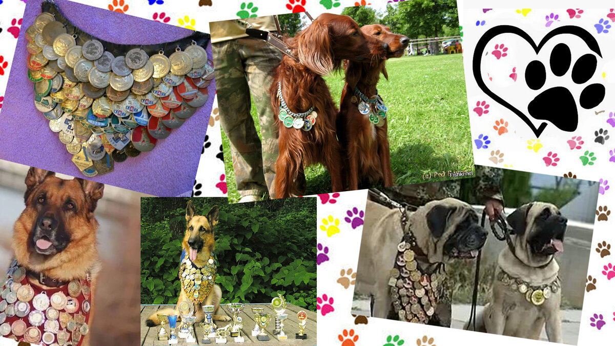 Собаки с медалями. Фартук для медалей. На выставке собак в советское время.