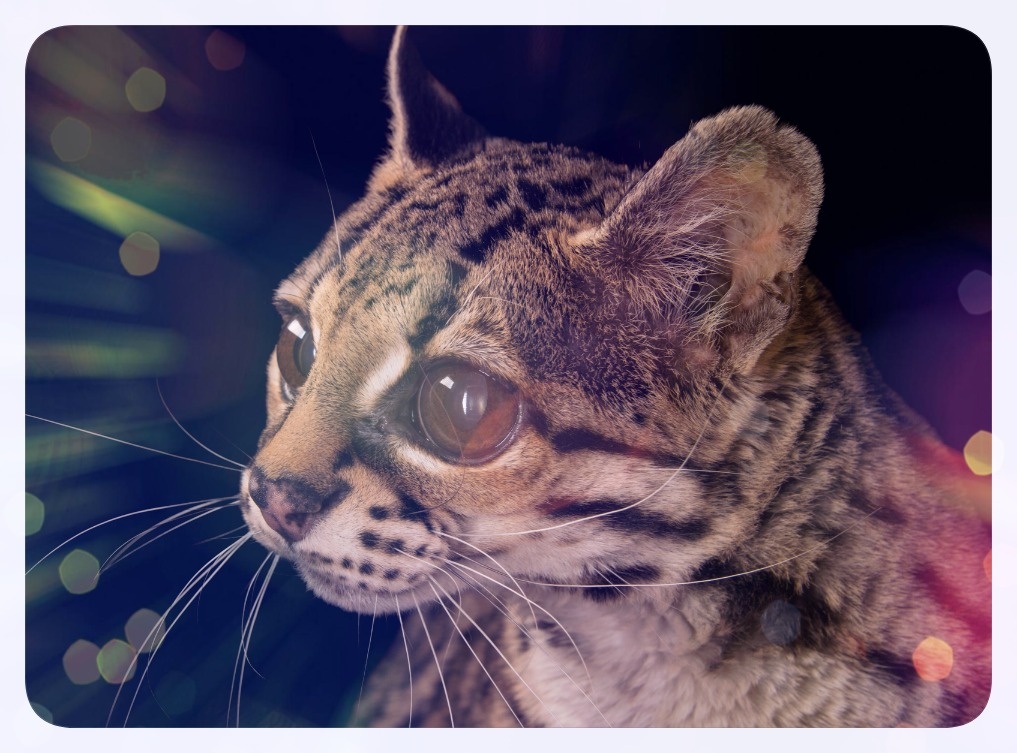 Суматранская кошка